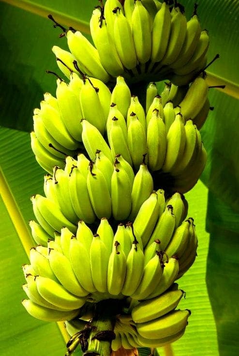 G9 Fresh Banana for export
